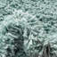 Tapis turquoise Wentworth-635652025