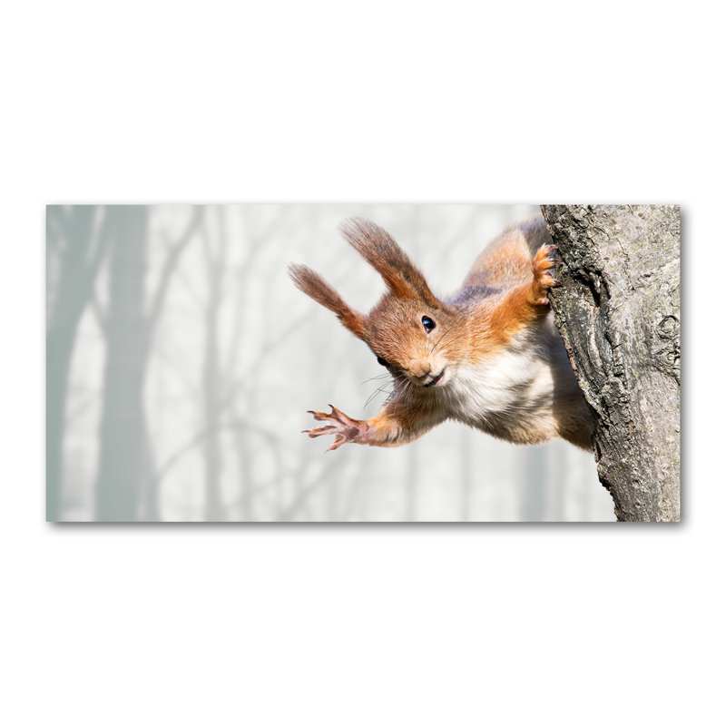 Squirrel - No Frame Print on Canvas