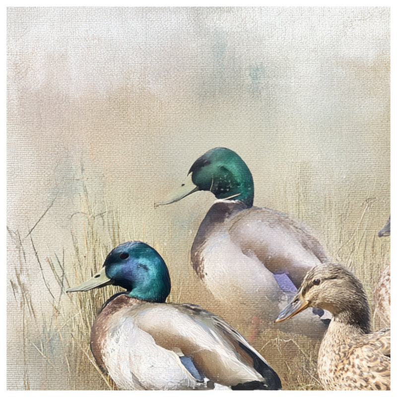 Canards colverts dans des couvertures de champ, L 50 po x H 60 po