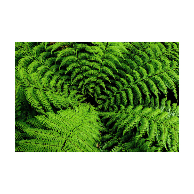 Stylish Non Woven Thin Type Printed Rug with Elegant Floral and Leaf Design for Indoor Use, Rectangle 3'11" x 5'11"