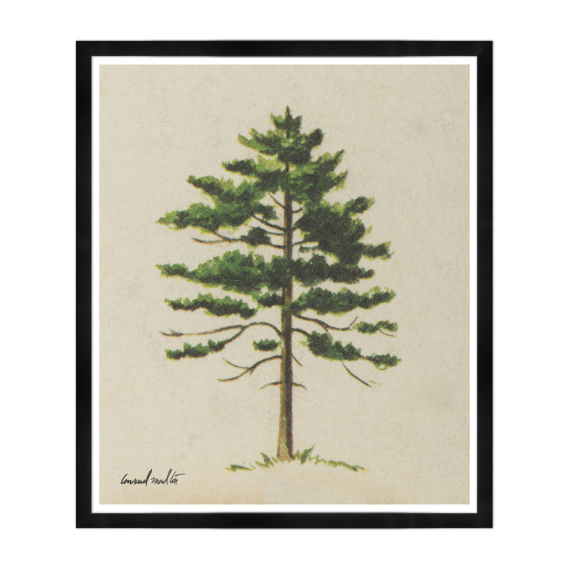 Moulton Collection " Cedar ", Black Framed