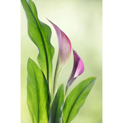 États-Unis, État de Washington, Seabeck, Calla Lily, gros plan, comme: Don Paulson / Jaynes Gallery, reproduction d'affiche par Jaynes Gallery (24 x 36) US48BJY1349