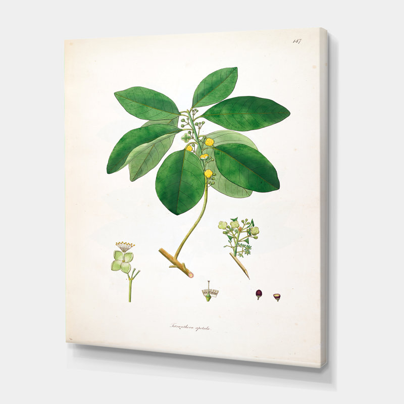 Vintage Botanicals V - peinture sur toile, H 40 po x l 30 po x 1,5 po, Toile tendue