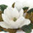 Magnolia Floral Arrangement