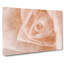 Light Pink Rose - Wrapped Canvas-56629776