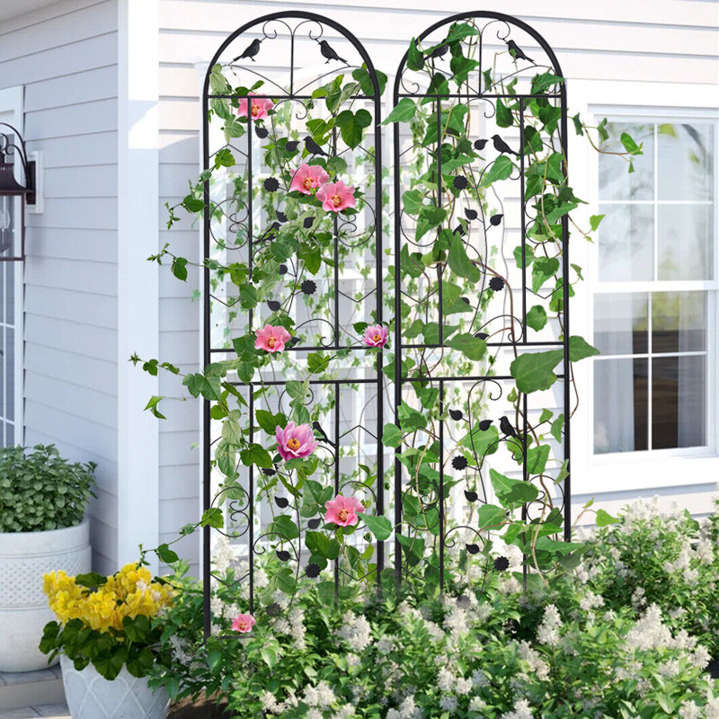 Charmagne 82.6'' H x 19.7'' W Iron Arched Trellis