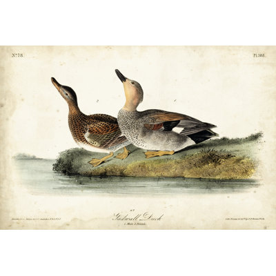Audubon Ducks VI by John Audubon - Painting