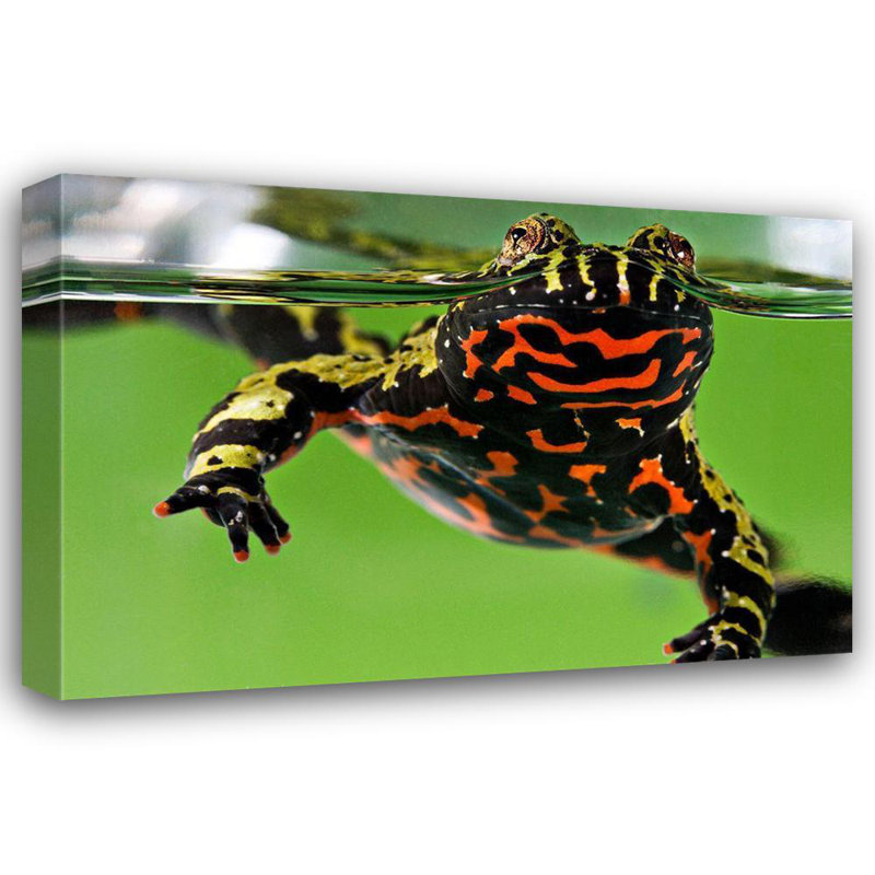 Art sur toile tendue par Latitude Smith® Institution de Latitude Run®: Oriental Fire, Bellied Toad, H 33 po x l 48 po