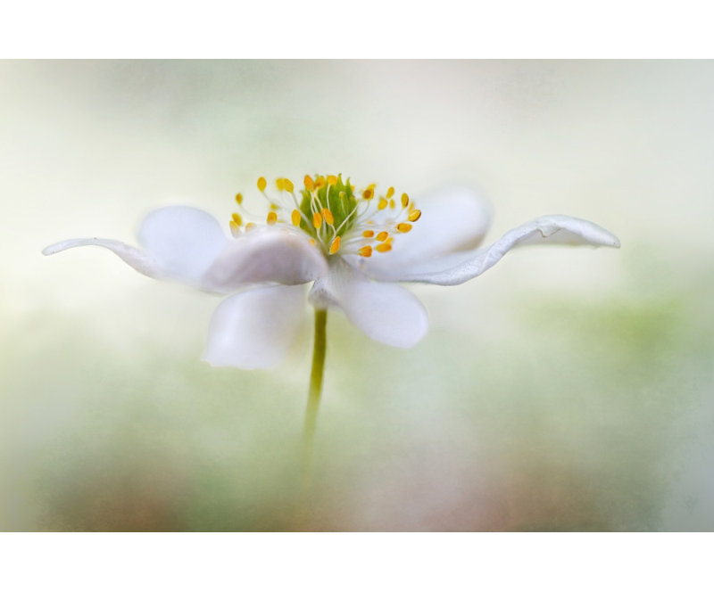 1 Piece Wrapped Canvas Wall Art, 76.2 cm H x 50.8 cm W