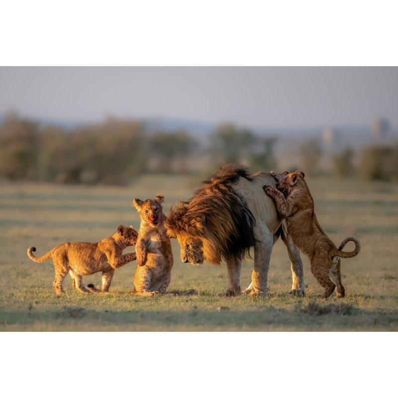 Wrapped Canvas Print, 50.8 cm H x 76.2 cm W