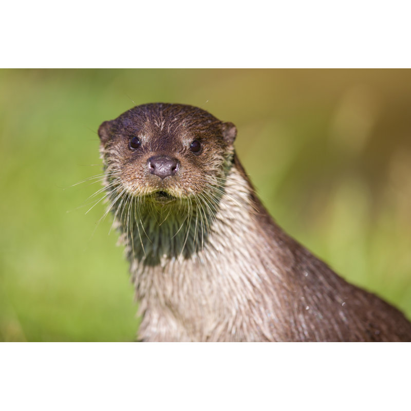 Loutre européenne - Photographie sur toile tendue, H 32 po x l 48 po