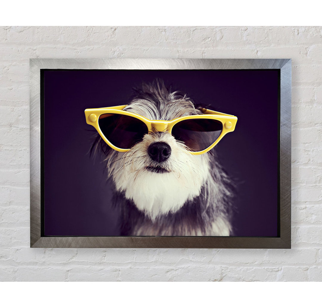 Sonnenbrille Hund Pooch - Druck