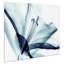 Amaryllis - Reproduction d'art graphique sur verre
