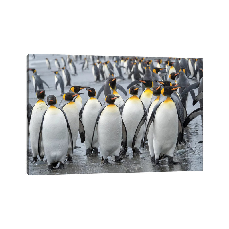 King Penguin Rookery on Salisbury Plain in the Bay of Isles. South Georgia Island 1 Piece Wrapped Canvas Wall Art