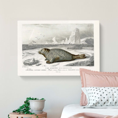 Seal Illustration by Charles D Orbigny - Wrapped Canvas
