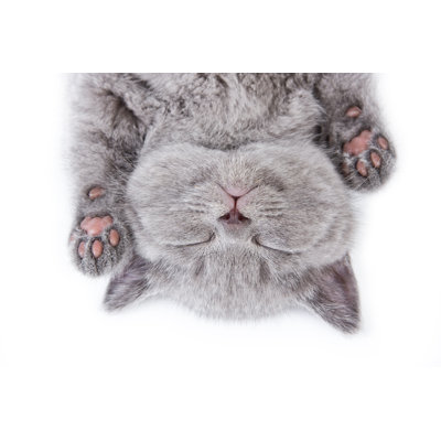 Upside Down Sleeping British Kitten On A White Background - Wrapped Canvas Print