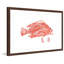 « tacheté grouper », reproduction d’art encadrée-20584927