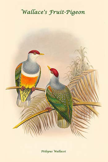 « ptilopus wallacei-wallace fruit-pigeon » par john gould, impression, H 42 po x l 28 po x P 1,5 po