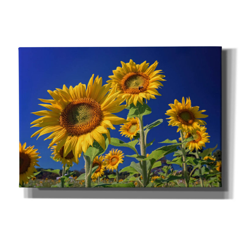 «Golden Sunflowers» par Rick Berk, art mural sur toile, H 18 po x l 26 po x P 0,75 po