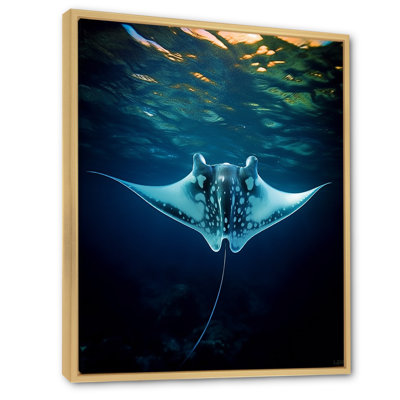 " Giant Oceanic Blue Manta Ray "