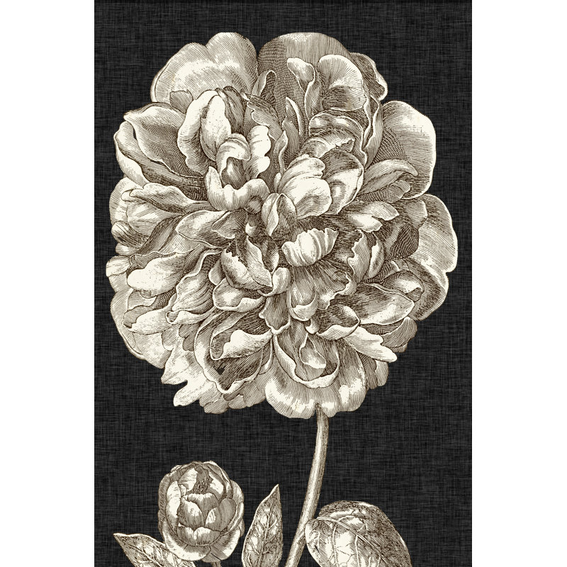 Dramatic Peony II by Vision Studio - Painting on Canvas, 76cm H x 51cm W, Wrapped Canvas