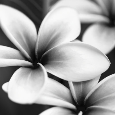 Frangipani by Letty17