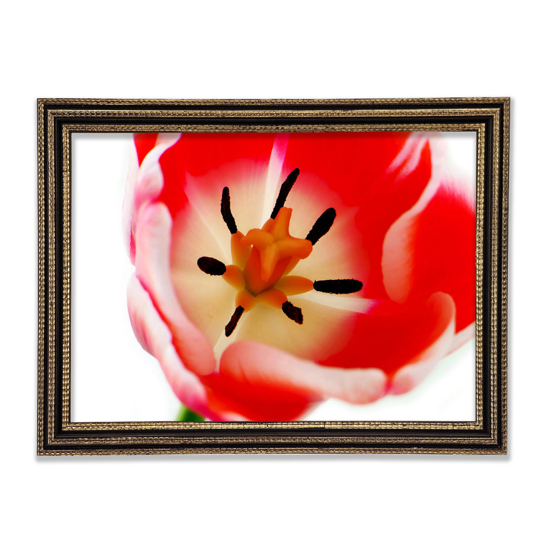 Fotodruck Der Kern einer Tulpe