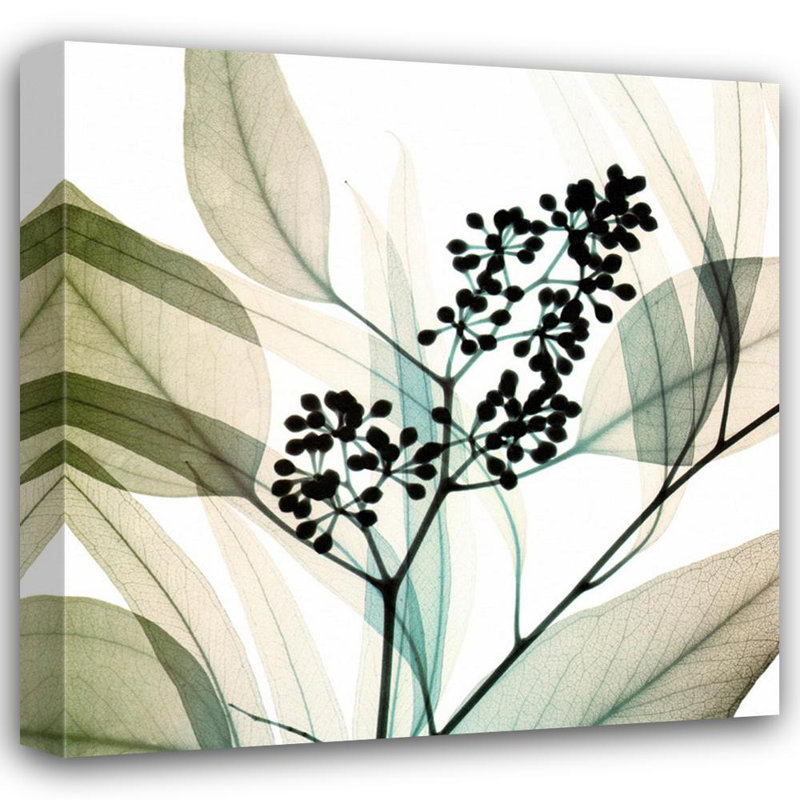 Eucalyptus IMA-M795, 20'' H x 20'' W