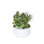Faux Succulent