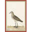 18th Century Bird Re-Strikes XII Painting by Olaf Rudbeck
