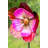 Manos Metal Plants & Flowers Garden Stake