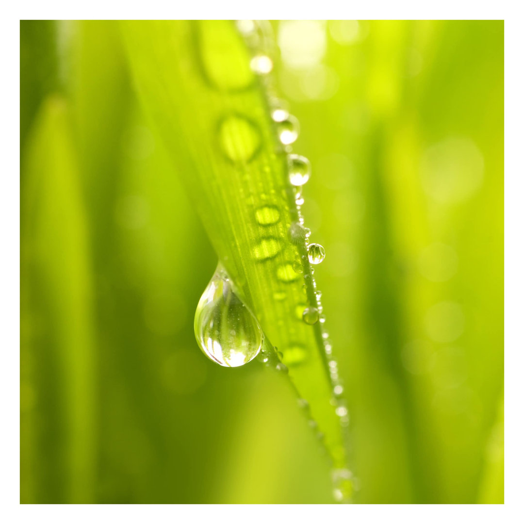 Morning Dew 1.92m x 1.92m Textured Matte Peel & Stick Wall Mural
