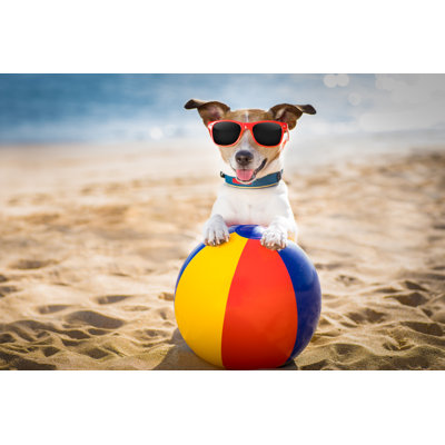 Dog At The Beach And Ocean With Plastic Ball by Damedeeso - Wrapped Canvas Print