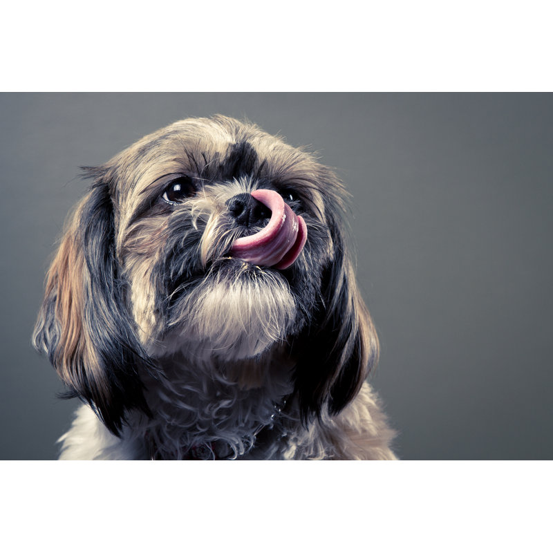 Portrait Of Shih Tzu - Wrapped Canvas Print, 20cm H x 30cm W