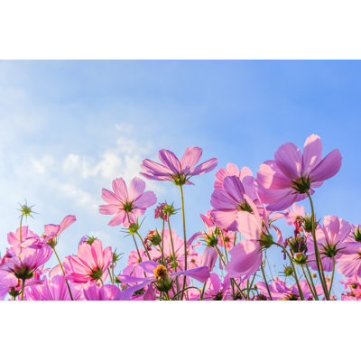 The Cosmos Flower - Wrapped Canvas Print