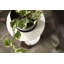 Oakdale Plant Stand-432915469-526183403