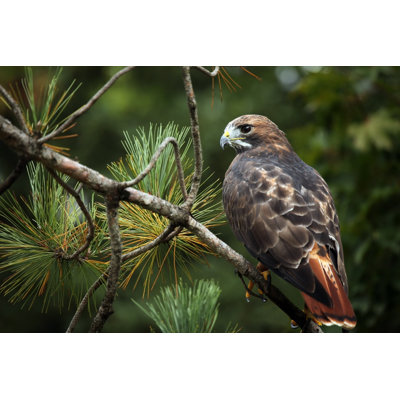 " Red-Tailed Hawk " by Iculizard