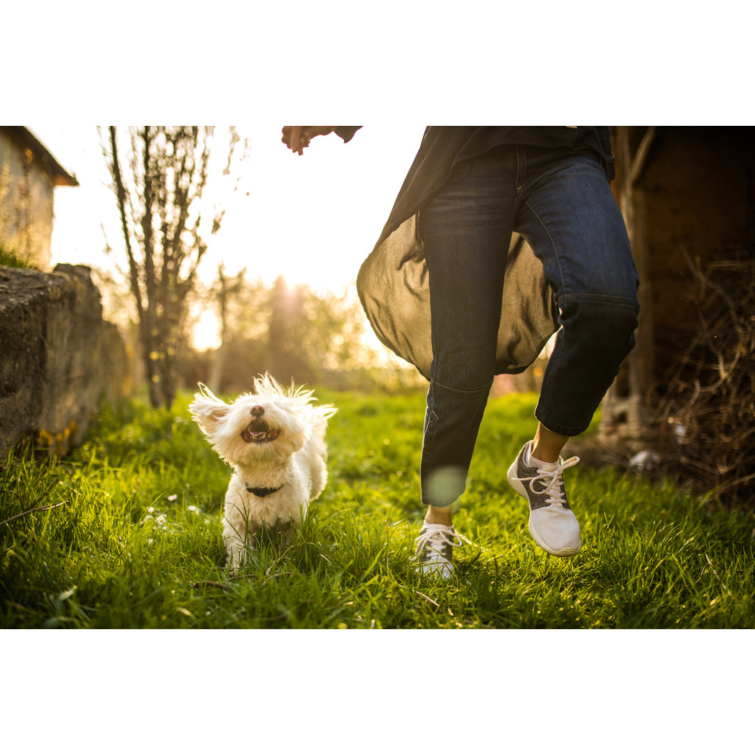 Wunderbarer Tag mit meinem Hund im Freien von Miodrag Ignjatovic - Drucken