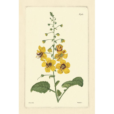 Yellow Curtis Botanical II - Wrapped Canvas Painting