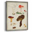 Reproduction encadrée de champignon Mushroom Species-1974865405