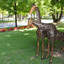 Statue paire de girafes Hendrum