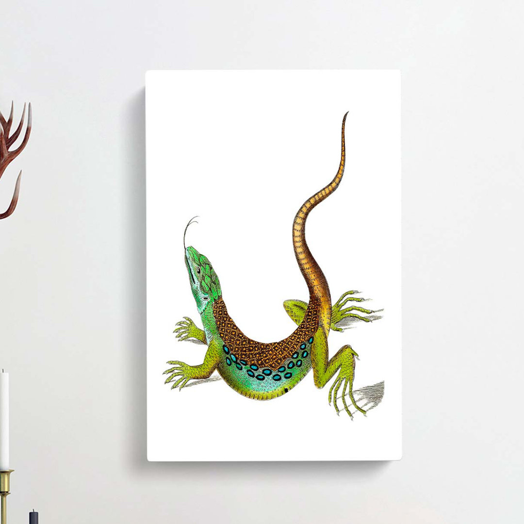 Great-spotted Lizard by George Shaw - Wrapped Canvas
