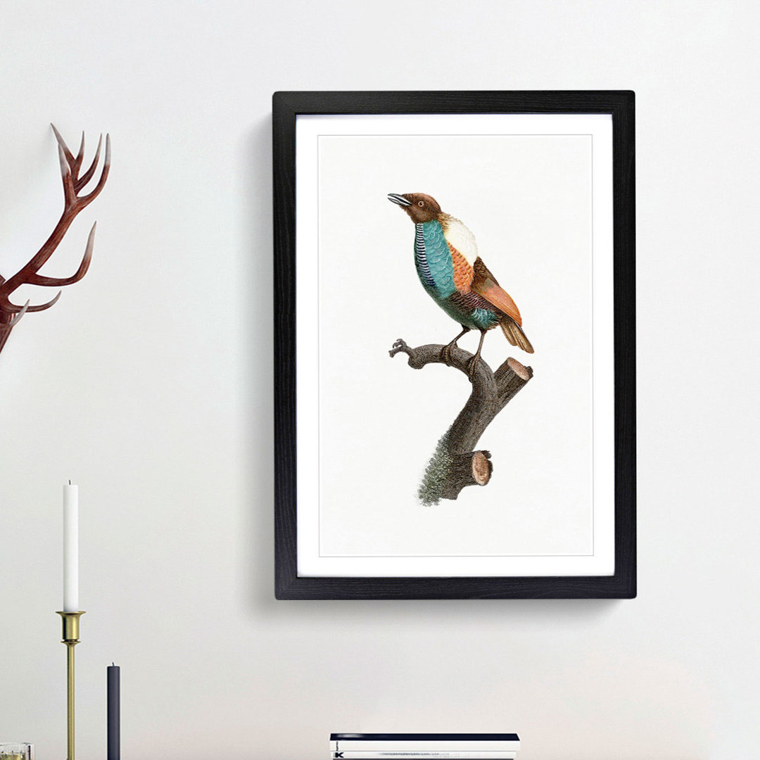 Magnificent Bird of Paradise by Jacques Barraband - Framed Print
