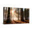 Paysage et nature Lumière du soleil à travers les arbres de la forêt-1722609468