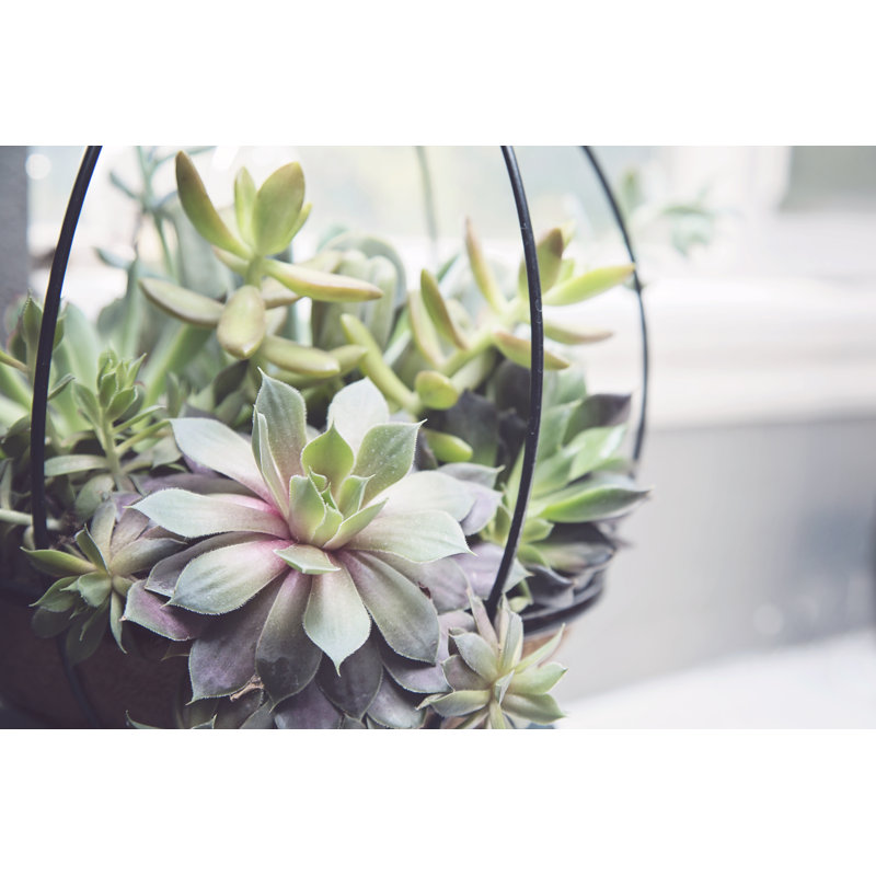 Succulent Basket by Lgouldie - Wrapped Canvas Print, 30cm H x 46cm W x 3.8cm D