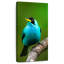 Vert miel sur une branche-1591680409