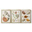 Collection de coquillages I - ensemble de 3 cadres photo sur toile-2017753905-2017753909