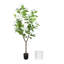 Pot Magnolia Tree et Fiberstone