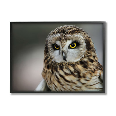 " Fierce Hunting Owl Modern Bokeh Photography Effect " Color Photography Print