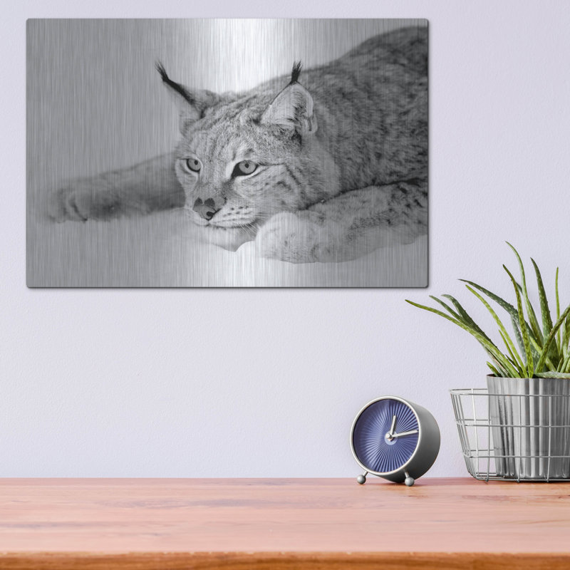 «Lynx 1» par PhotoINC Studio, H 12 po x l 16 po